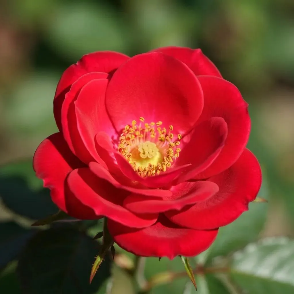Caregiver Observing A Teen Showing Anxiety Symptoms While Studying